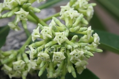 Alstonia scholaris